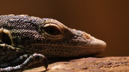 Lizard portrait on a branch at Biotropica Zoo