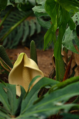white monstera flower in a park