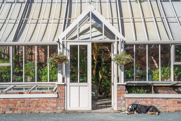 Fototapeta premium A Victorian style greenhouse in a English garden with lazy dog