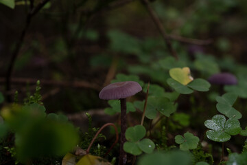 Beautiful purple mushroom in the forest covered in grass and moss