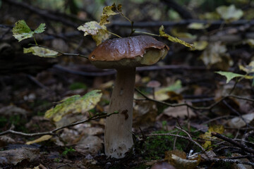 big mushroom in the forest 