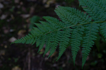 fern leaf in the forest
