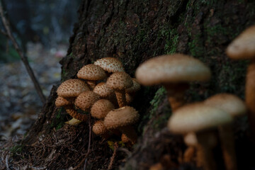 mushrooms in the forest growing from a tree