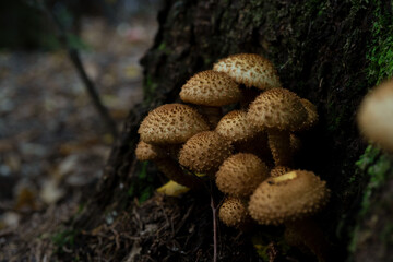 group of mushrooms in the forest