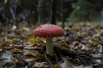 big red fly agaric fungi mushroom in the forest