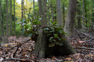 stump in forest