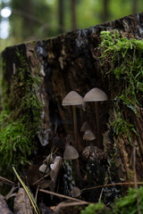 mushrooms in the forest on a tree