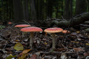 big red fly agaric fungi mushroom in the forest