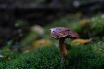 big brown mushroom in the forest surrounded by moss and leaves 