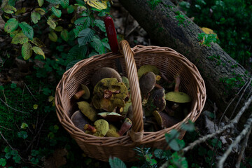 basket of edible mushrooms in the forest