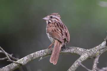 song sparrow bird perched on tree branch