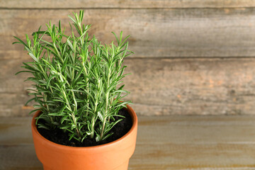 Aromatic rosemary plant in pot on wooden table, closeup. Space for text