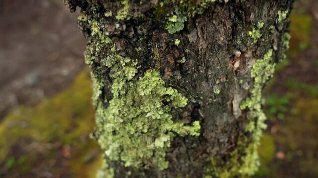 Rotating tracking shot of a tree overgrown with lichen and moss 