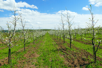 processing of trees in the garden in spring. Agriculture. Seedling nursery