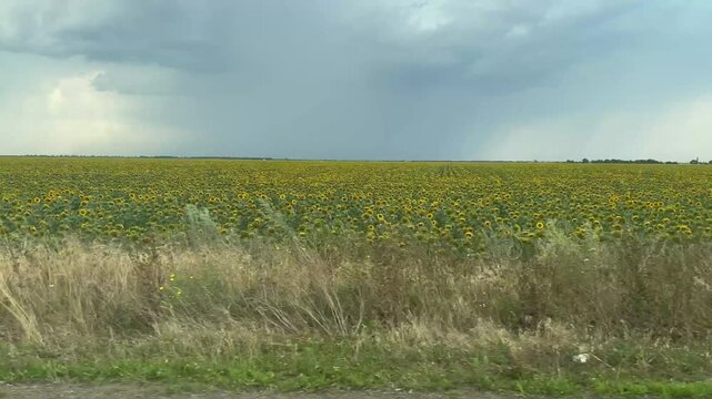 View from car window. Driving along agricultural Rapeseed field in to horizon and moving in parallel