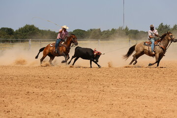 Team Roping Practice with Dun Stallion