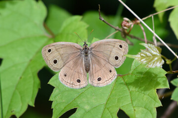 butterfly little wood satyr bug with spots