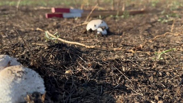 White mushrooms grow in minefield among markers, cleaning of the area and objects from explosive objects, which is carried out in order to ensure safety of life of population in Ukraine