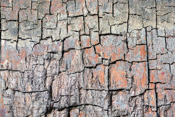 The image shows a close-up of the textured surface of an old, weathered tree trunk.