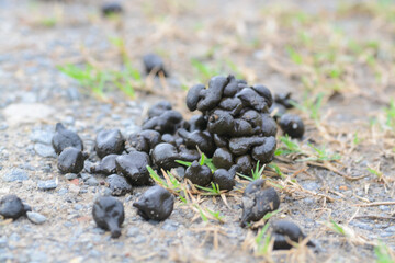 A pile of goat feces is scattered on the ground, surrounded by grass and gravel.