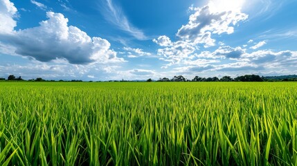 Expansive Beauty of Rice Fields Captured by Drone