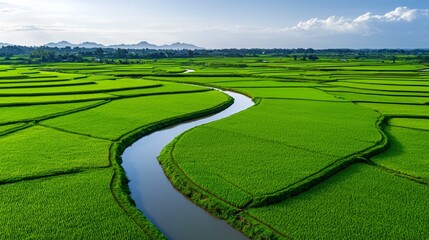 Expansive Rice Fields Captured by Drone