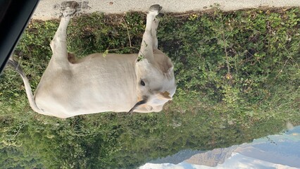 Rural Scene: White Cow on Dirt Road