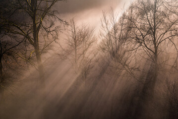 Obraz premium fogy weather with sunlight 