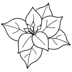 Bougainvillea Flower Line Art Vector Illustration
.