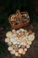 Wicker basket with fresh edible mushrooms and many mushrooms caps in forest, abstract natural background. Beautiful image of wild nature, Forest aesthetic. harvest season, picking fungi