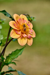 yellow flower red dahlia bloom with bee side view