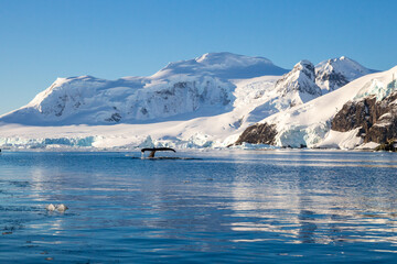Whale in Paradise bay, Antarctica © Yevhen
