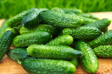 Freshly picked green cucumbers on the board background