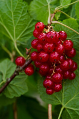 Branch of ripe red currant in a home garden