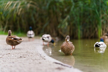 Grupa kaczek krzyżówek przy brzegu stawu © Piotr