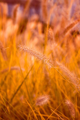 Spikelets in an autumn field under the rays of the sun
