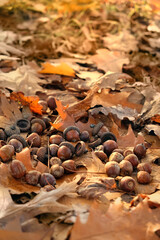 autumn background. dry fallen oak leaves and acorns of northern red oak (Quercus rubra) in autumn park, natural abstract backdrop. symbol of fall time. close up. soft focus