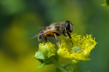 bee eating the nectar of the rue flower in spring