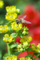 bee eating the nectar of the rue flower in spring