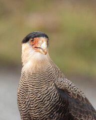 Carancho (Caracara plancus)
