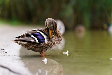 Kaczka nad brzegiem stawu z odbiciem i piórami © Piotr