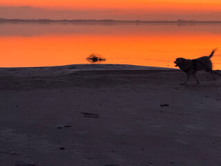 atardecer, naranjas, sol , playa colores, naranja, azul, amistad , perros, labrador