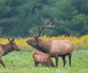 Majestic Regal Elk Bull Bugling During the Fall Rut 