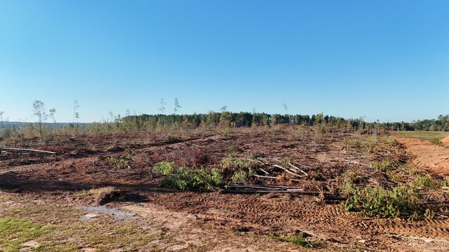 clear-cut logged pine tree forest in Southern Georgia, United States