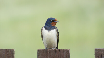 Barn swallow on a wooden fence, close up on a green background.