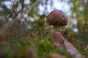 12.10.2024 Samsonów . Grzyby w lesie . © malekimage