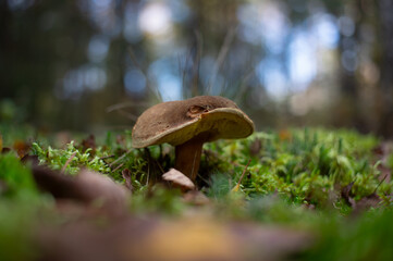 12.10.2024 Samsonów . Grzyby w lesie .