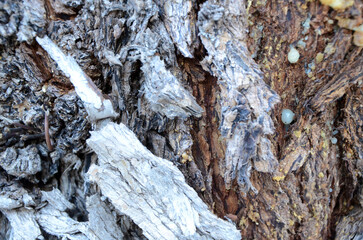 Background. Tree trunk with rough dark bark and a strip of light bark. Balearic Islands. Spain.
