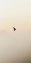 Fototapeta premium Silhouette of a bird flying over a city in clouds and fog at sunset, creating a dramatic and atmospheric landscape ideal for mobile phone wallpapers