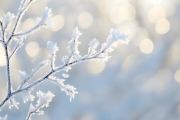 Frost-covered branches sparkling in the sunlight